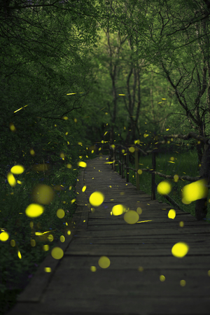 81689695-fireflies-in-a-fairy-forest-wooden-bridge-in-a-forest-bulgaria